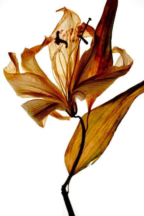 _3726_2012 Nya prints