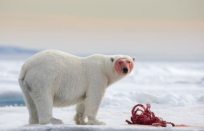 North of Svalbard in the Arctic - Joshua Holko/www.tpoty.com