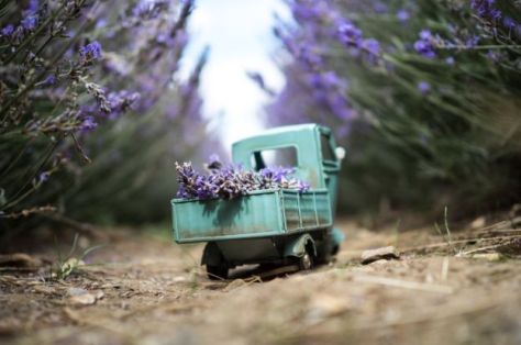 _85466575_lavenderdelivery-hitchin